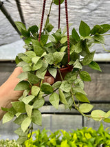 4” Hoya krohniana ‘Super Silver' hanging basket