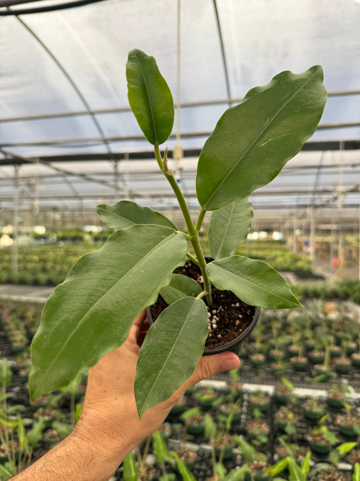 4" Hoya imperialis 'Alba' (white flower)