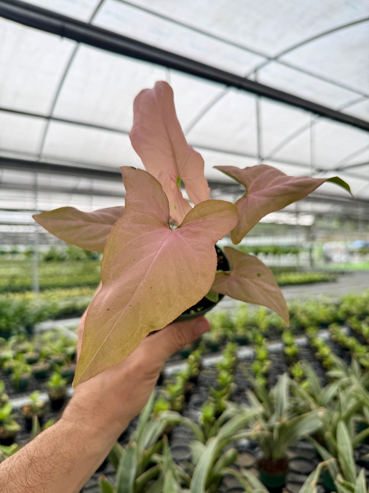 4" Syngonium ‘Neon’