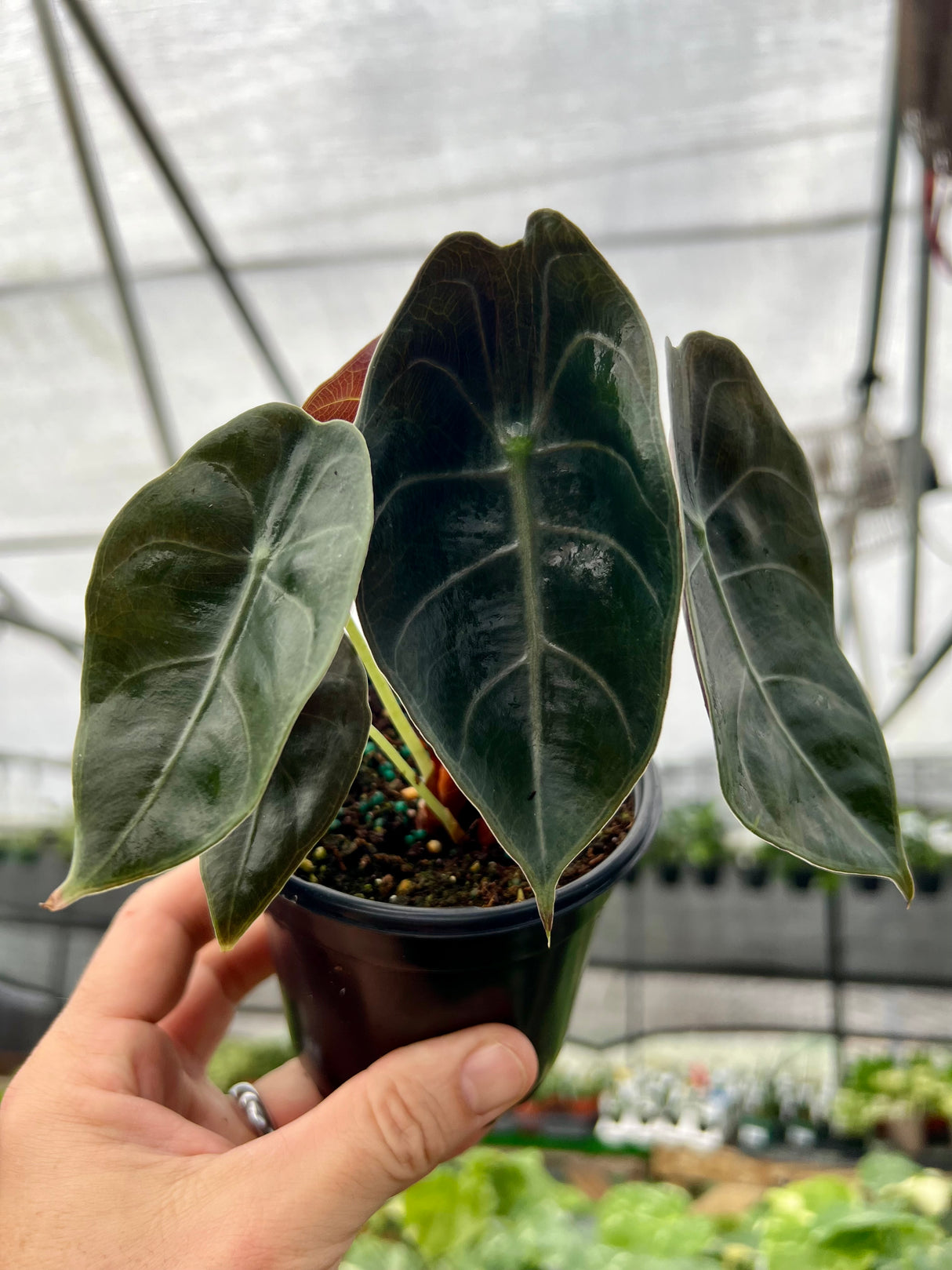 4" Alocasia watsoniana