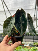 4" Alocasia watsoniana