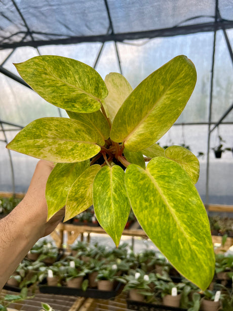 4" Philodendron Painted Lady