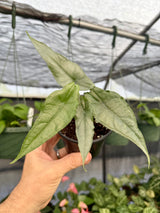 4” Alocasia ‘Dragons Breath’