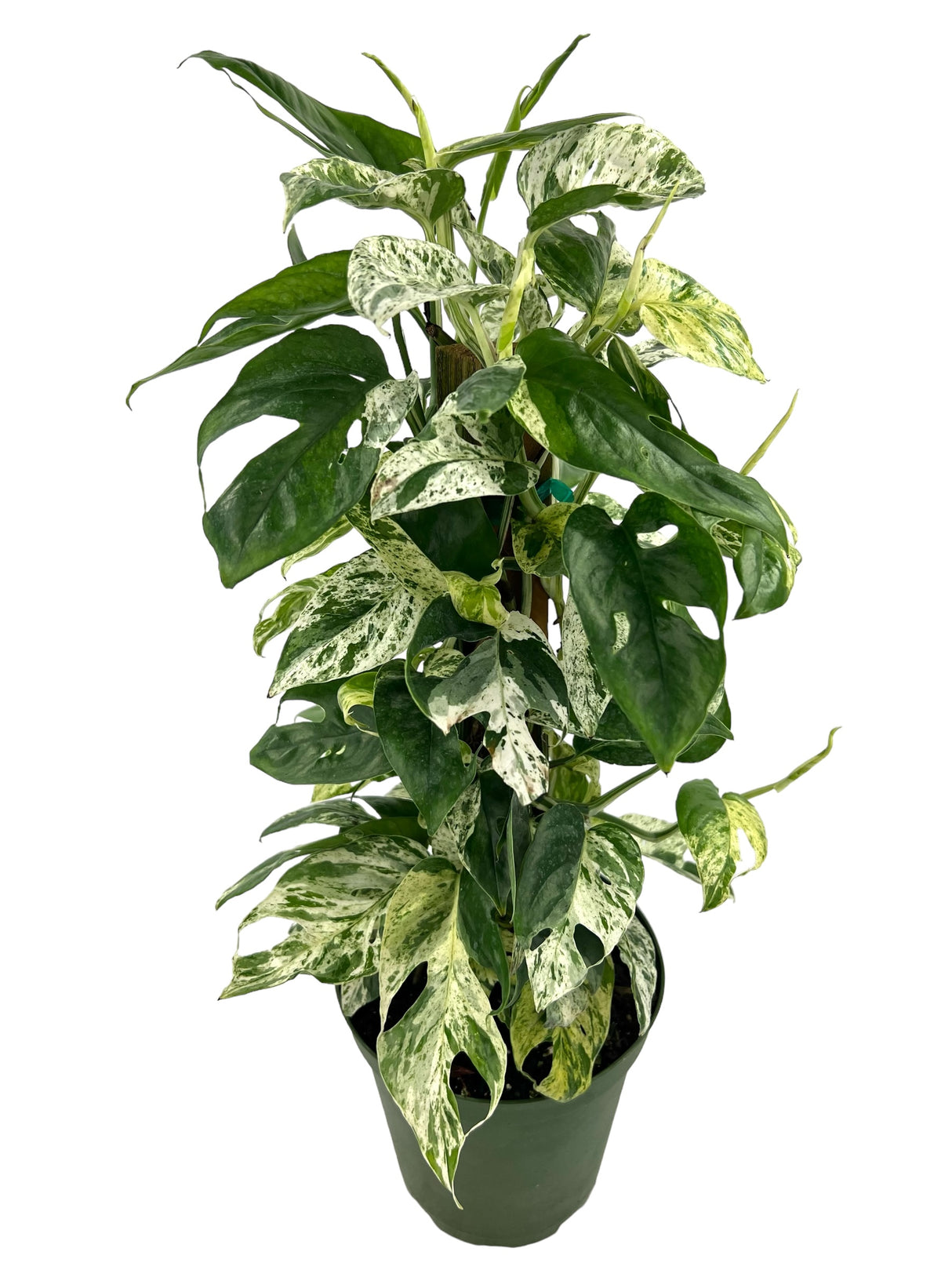 6” Epipremnum pinnatum 'Marble' w/ pole