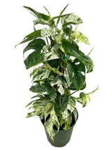 6” Epipremnum pinnatum 'Marble' w/ pole