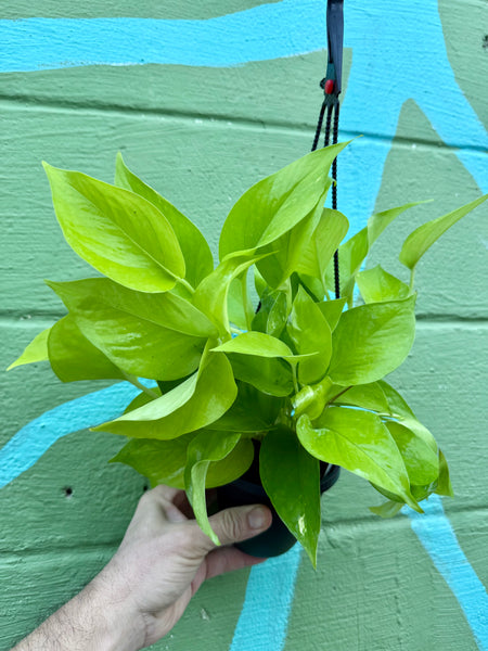 neon pothos hanging plant 4" Pothos 'Neon' hanging basket – Canopy Plant Co
