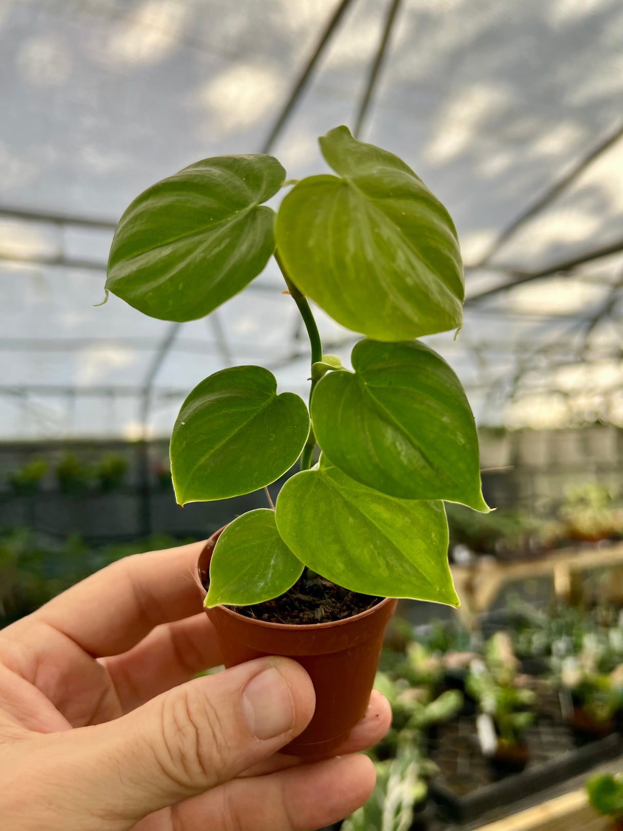 2” Philodendron ‘Majestic’ - Canopy Plant Co.