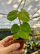 2” Philodendron ‘Majestic’ - Canopy Plant Co.