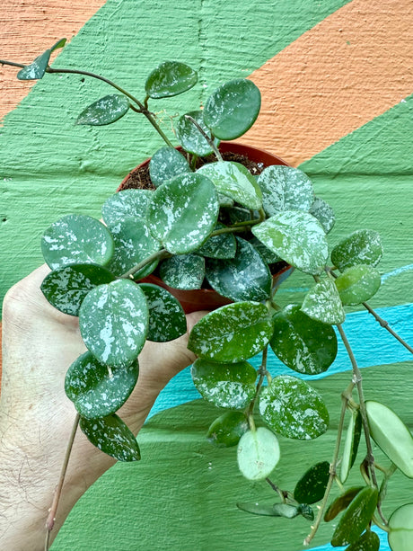 4” Hoya ‘Mathilde’ - Canopy Plant Co.