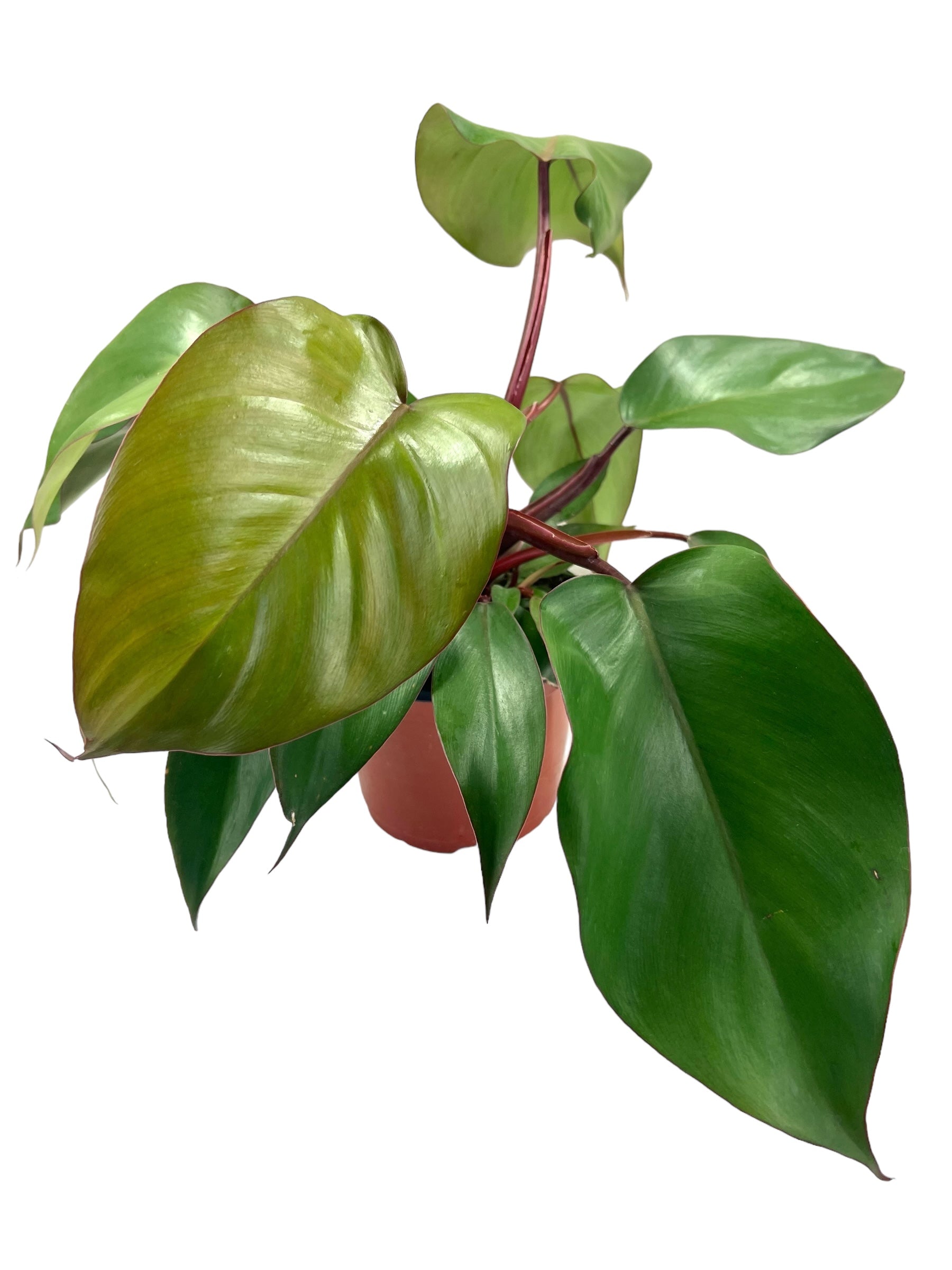 red queen philodendron 6" Philodendron Royal Queen – Canopy Plant Co