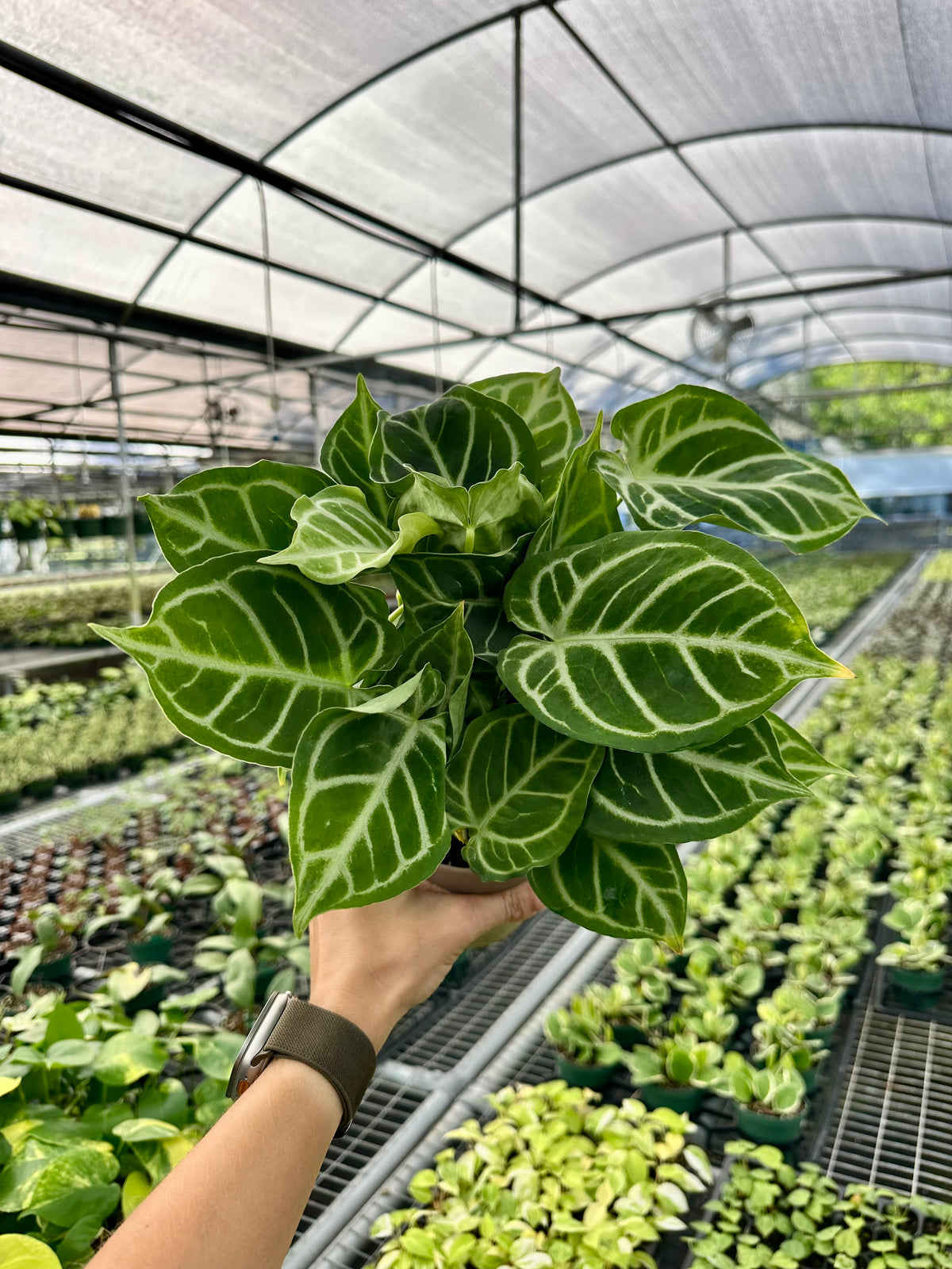 5" Anthurium 'Brielle'