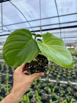 4" Philodendron grazilae 'Sparkling Heart'