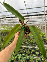 4” Philodendron ‘Bicolor’