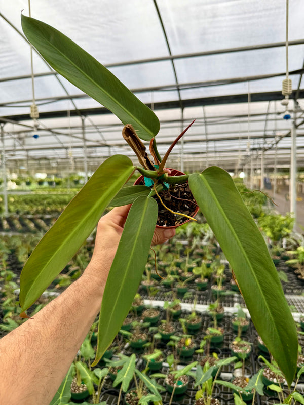 4” Philodendron ‘Bicolor’