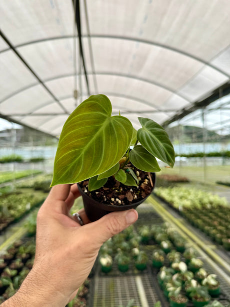 4” Philodendron rubrijuvenile 'El Choco'