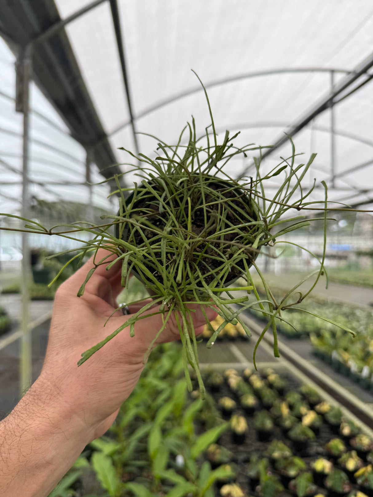 4" Hoya retusa