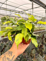 4" Ficus benjamina 'Neon'