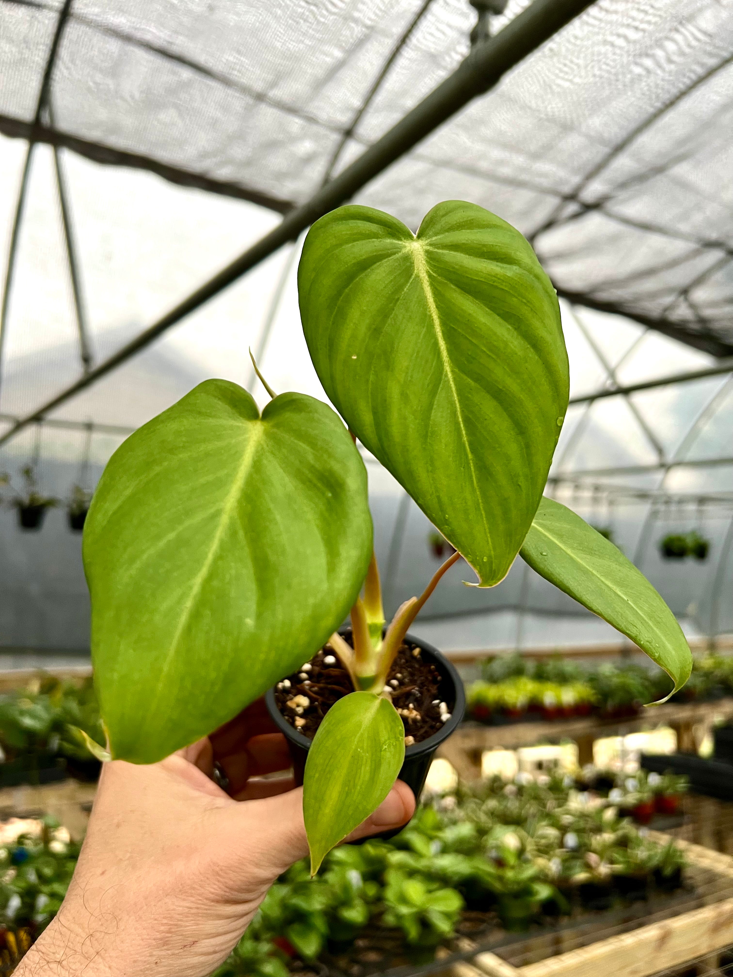 トールペイント作品　Berry Plants Rare and Uncommon Plants – Page 2 – Canopy Plant Co.