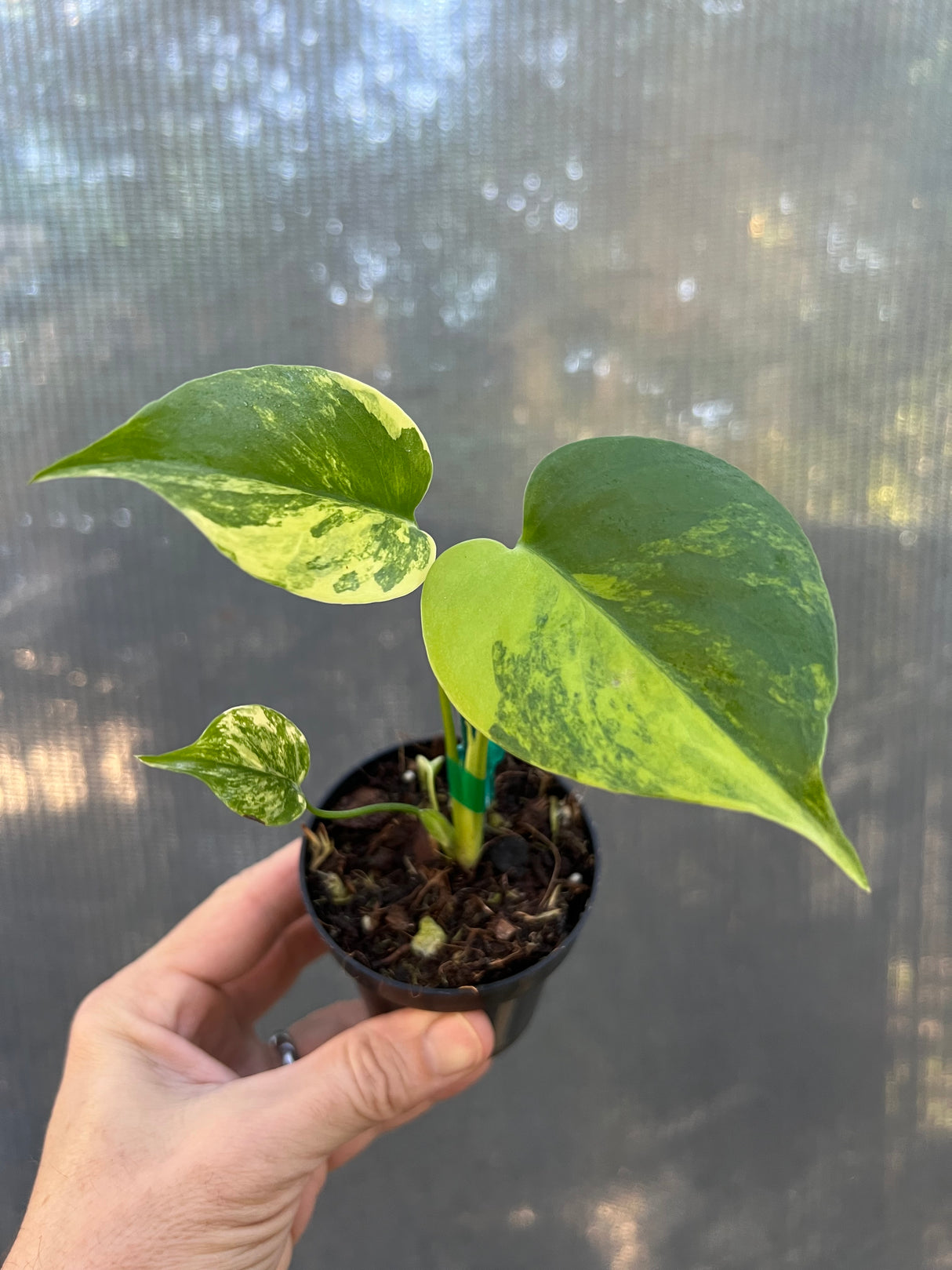 3" Monstera deliciosa variegated 'Aurea'