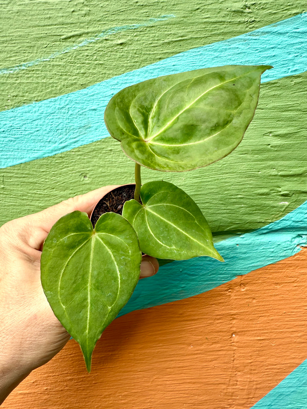 2" Anthurium 'King of Spades'