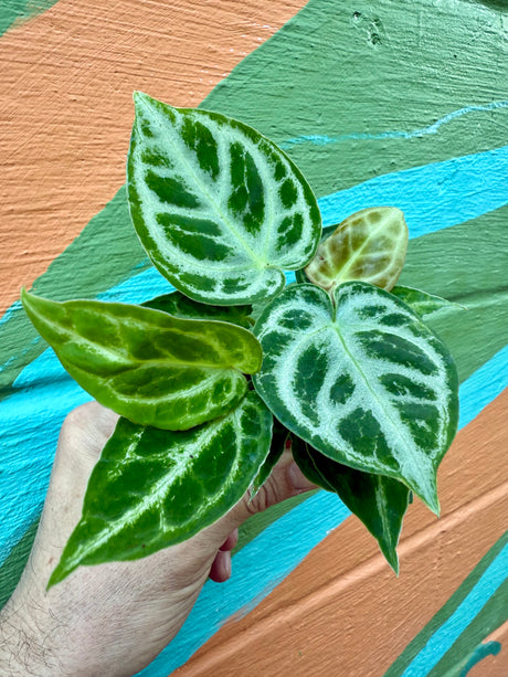2” Anthurium ‘Dorayaki’
