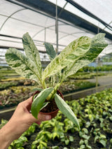 4" Epipremnum giganteum variegated