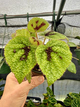 4" Begonia masoniana 'Iron Cross'