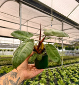 4” Philodendron 'Pink Princess' x billietiae