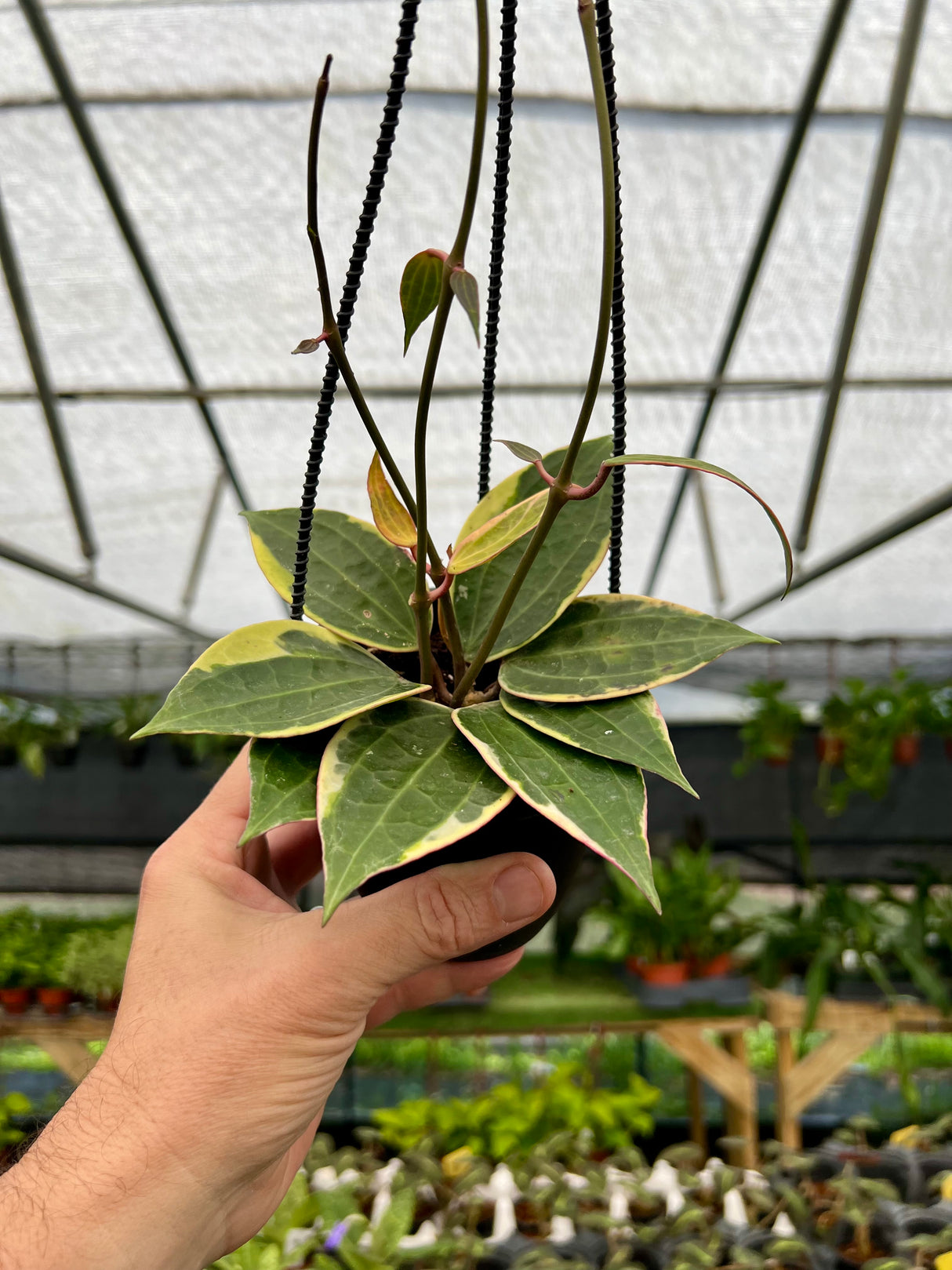 4" Hoya latifolia (macrophylla) variegated hanging basket