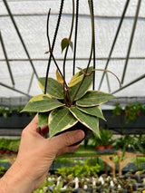 4" Hoya latifolia (macrophylla) variegated hanging basket