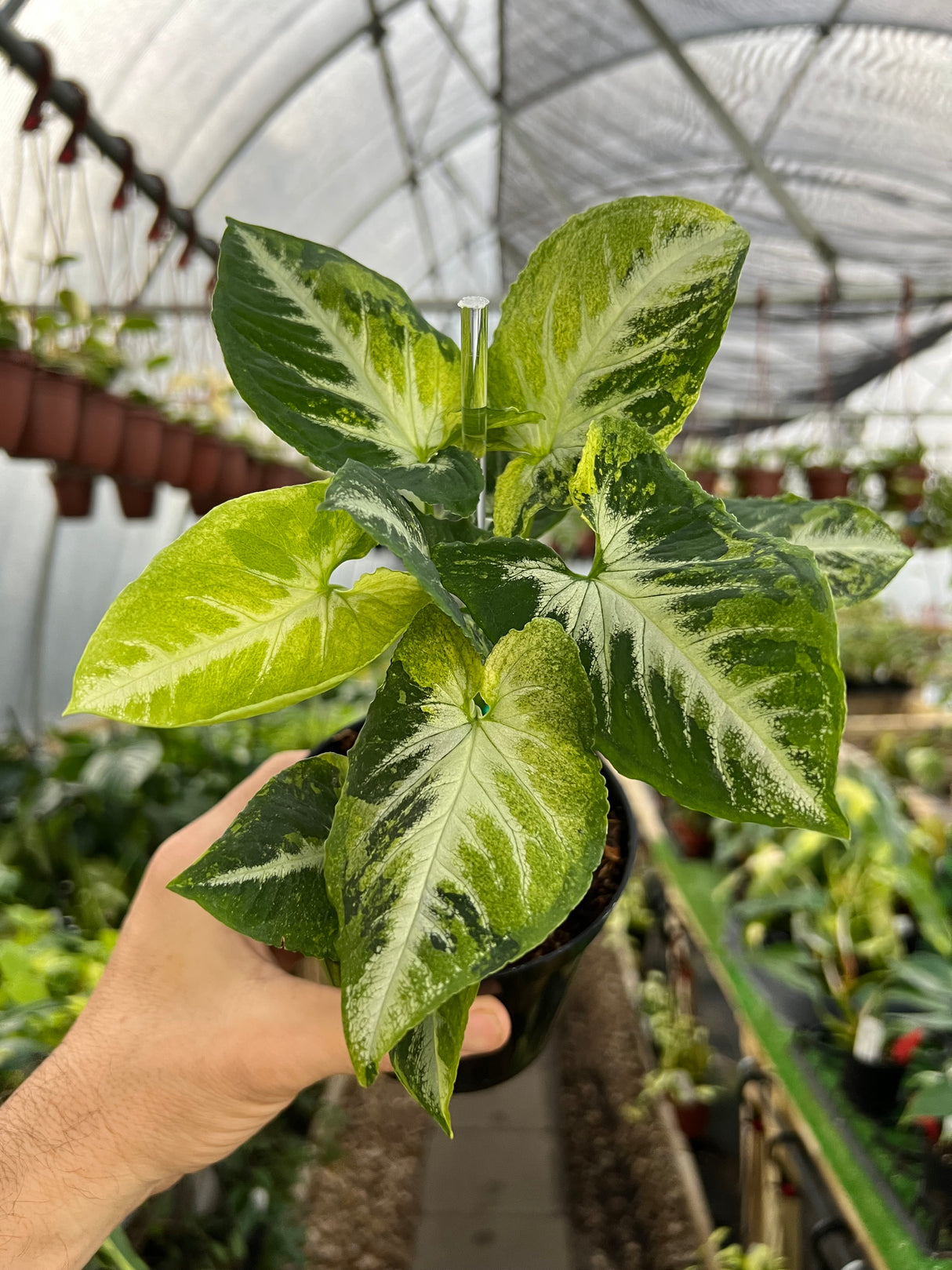 4" Syngonium Scrambled Eggs (variegated wendlandii)