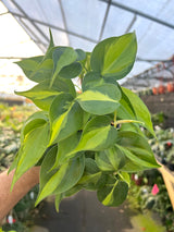 4" Philodendron Brasil