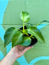 6" Philodendron rugosum