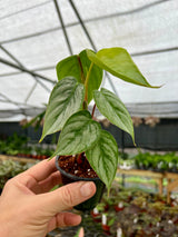 3” Philodendron sodiroi - Canopy Plant Co.