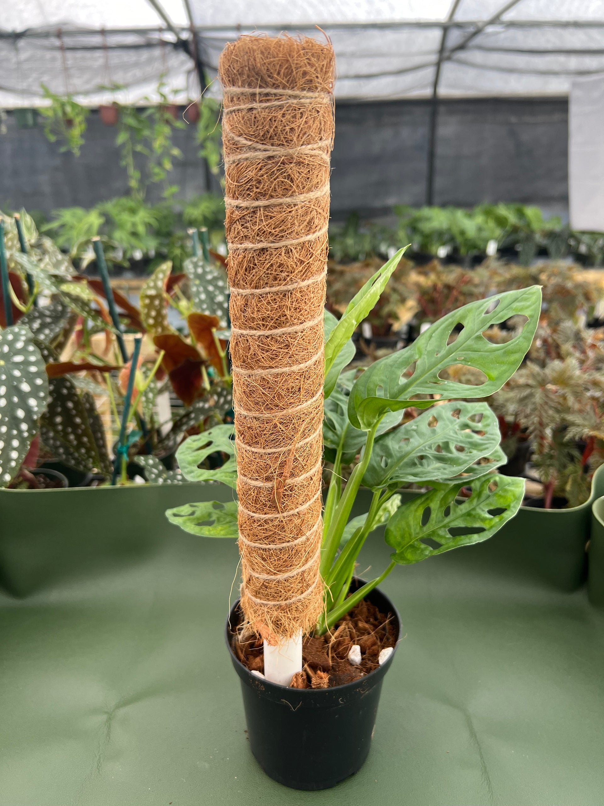 coconut coir pole for monstera Coco Pole (Totem)