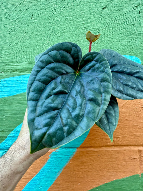 4” Anthurium luxurians