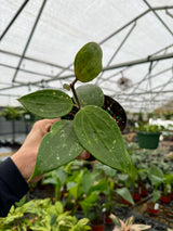4” Hoya rangae 'Splash'