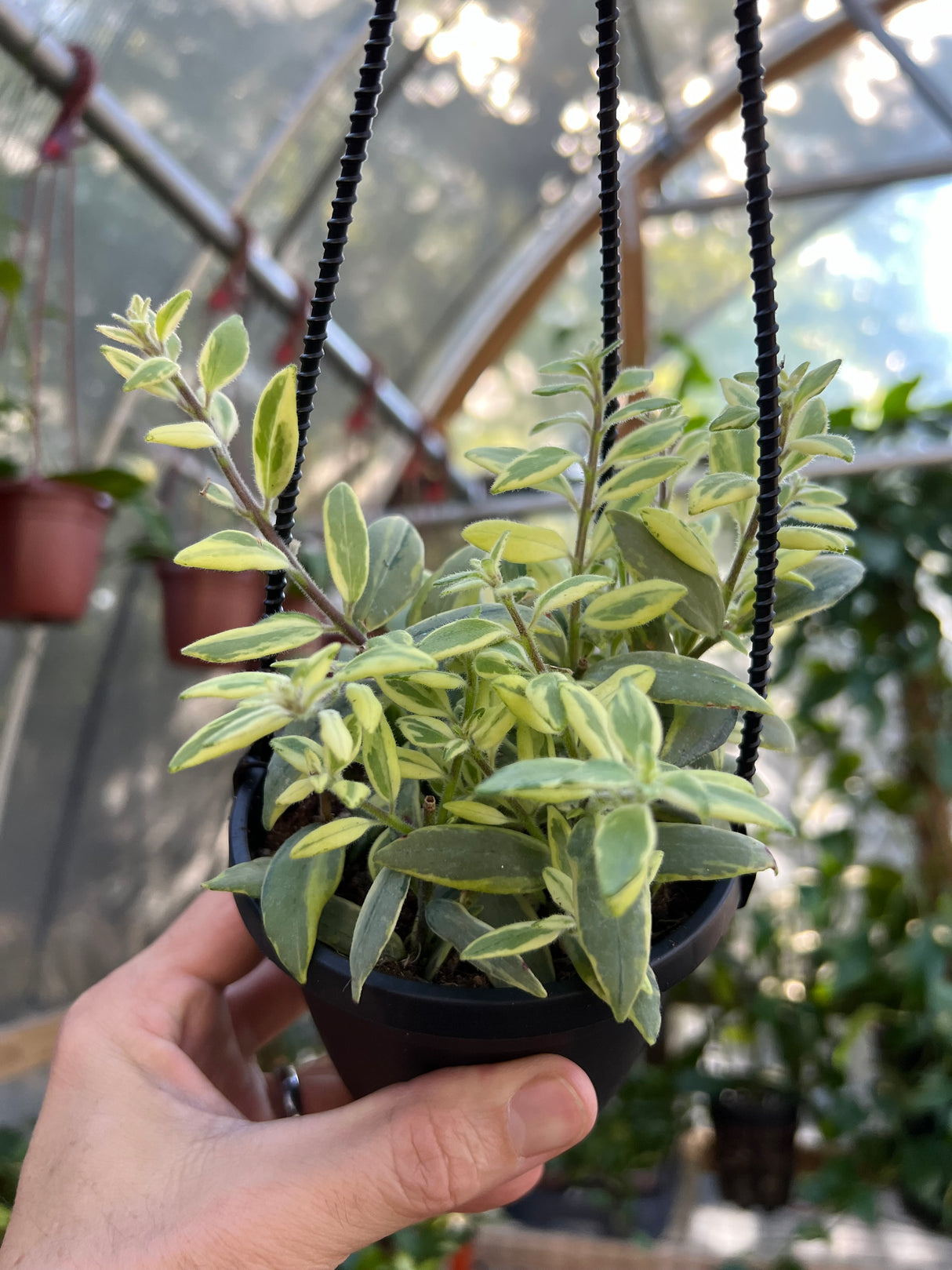 4" Aeschynanthus Bolero Bicolor ‘Lipstick Plant’ hanging basket