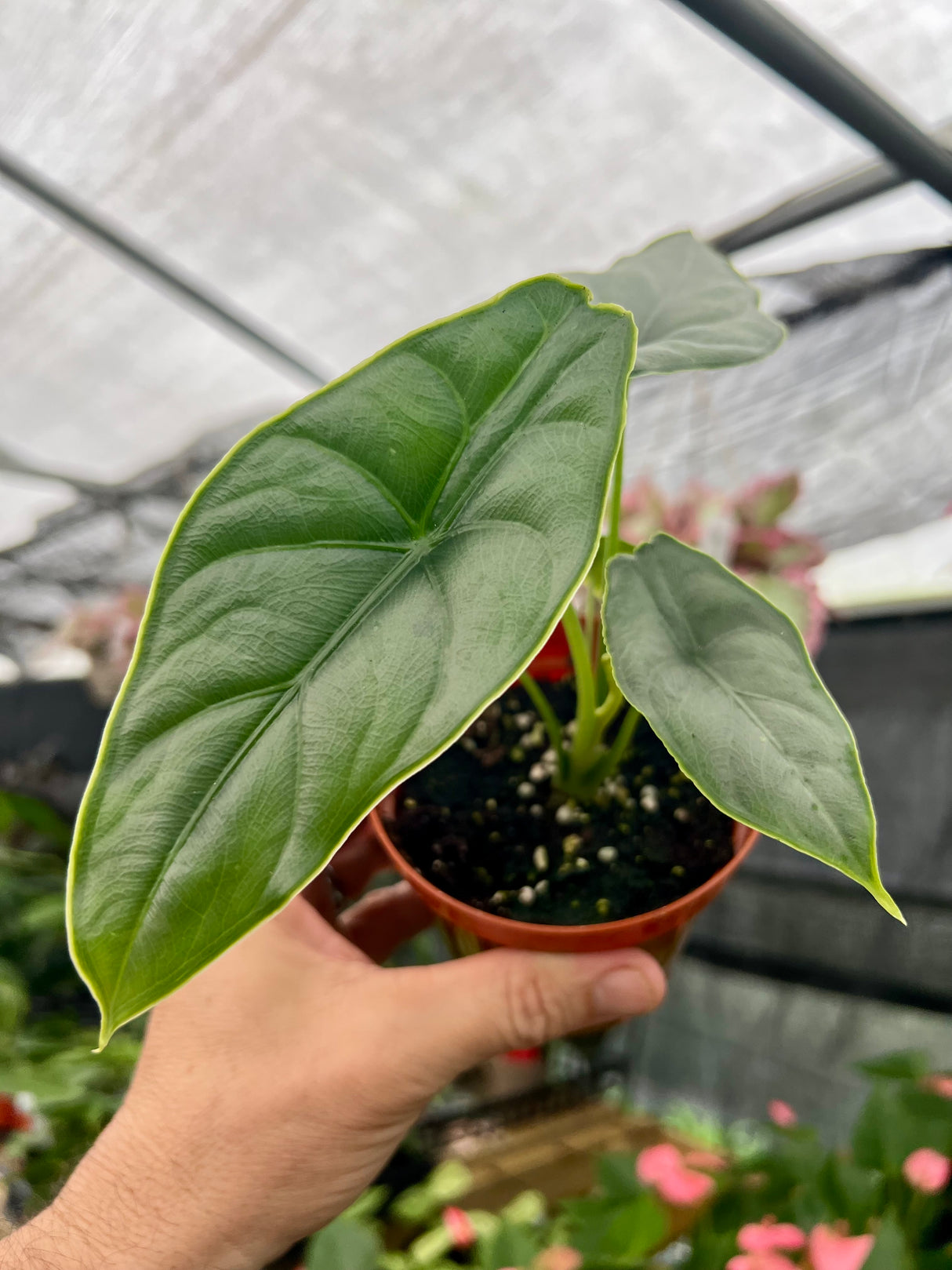 4” Alocasia Dragons Breath