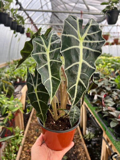 6" Alocasia Polly