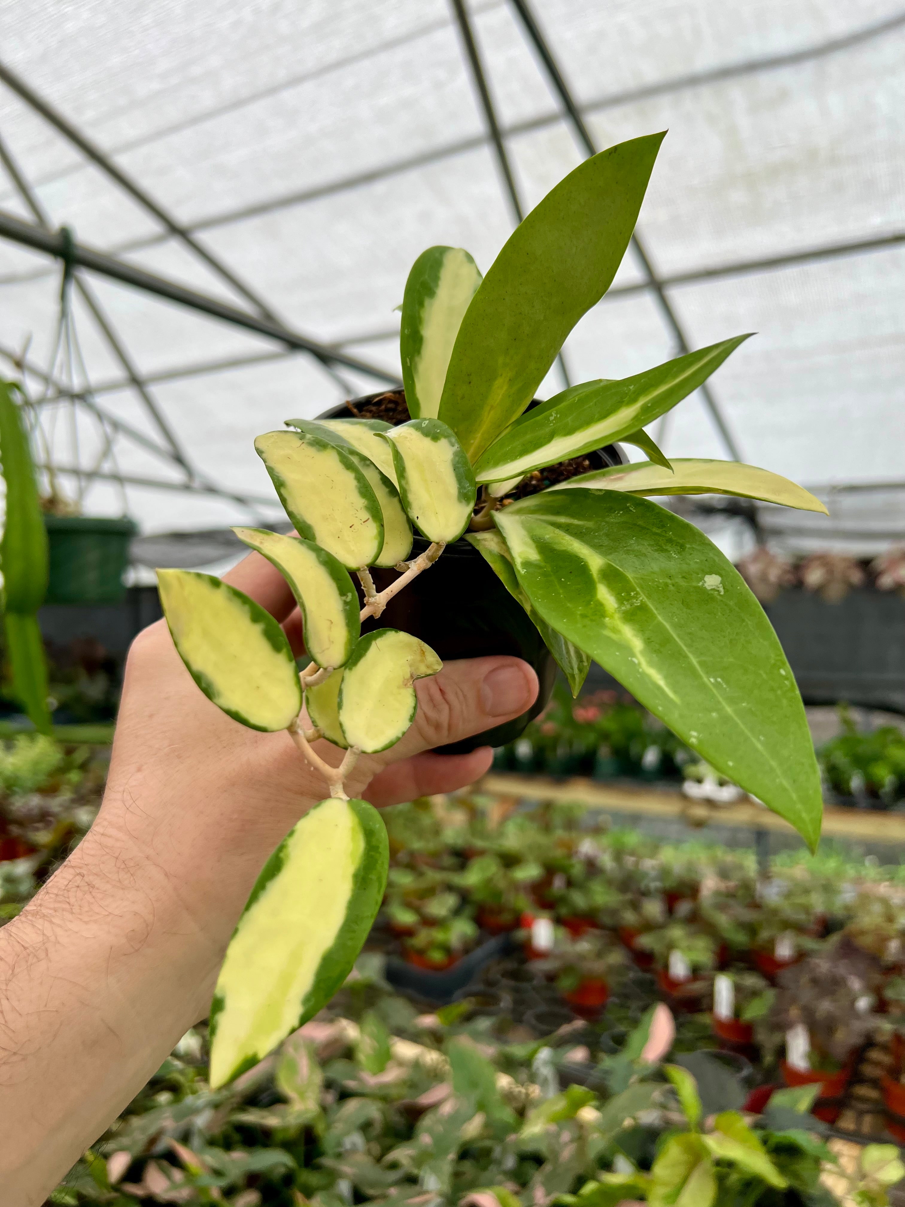 Rare and Uncommon Plants – Page 2 – Canopy Plant Co. Rare and Uncommon Plants – Page 2 – Canopy Plant Co.