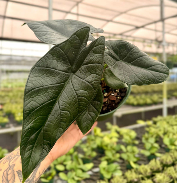 6" Alocasia 'Dragon Wings' ('Dragon Scale' x scalprum)