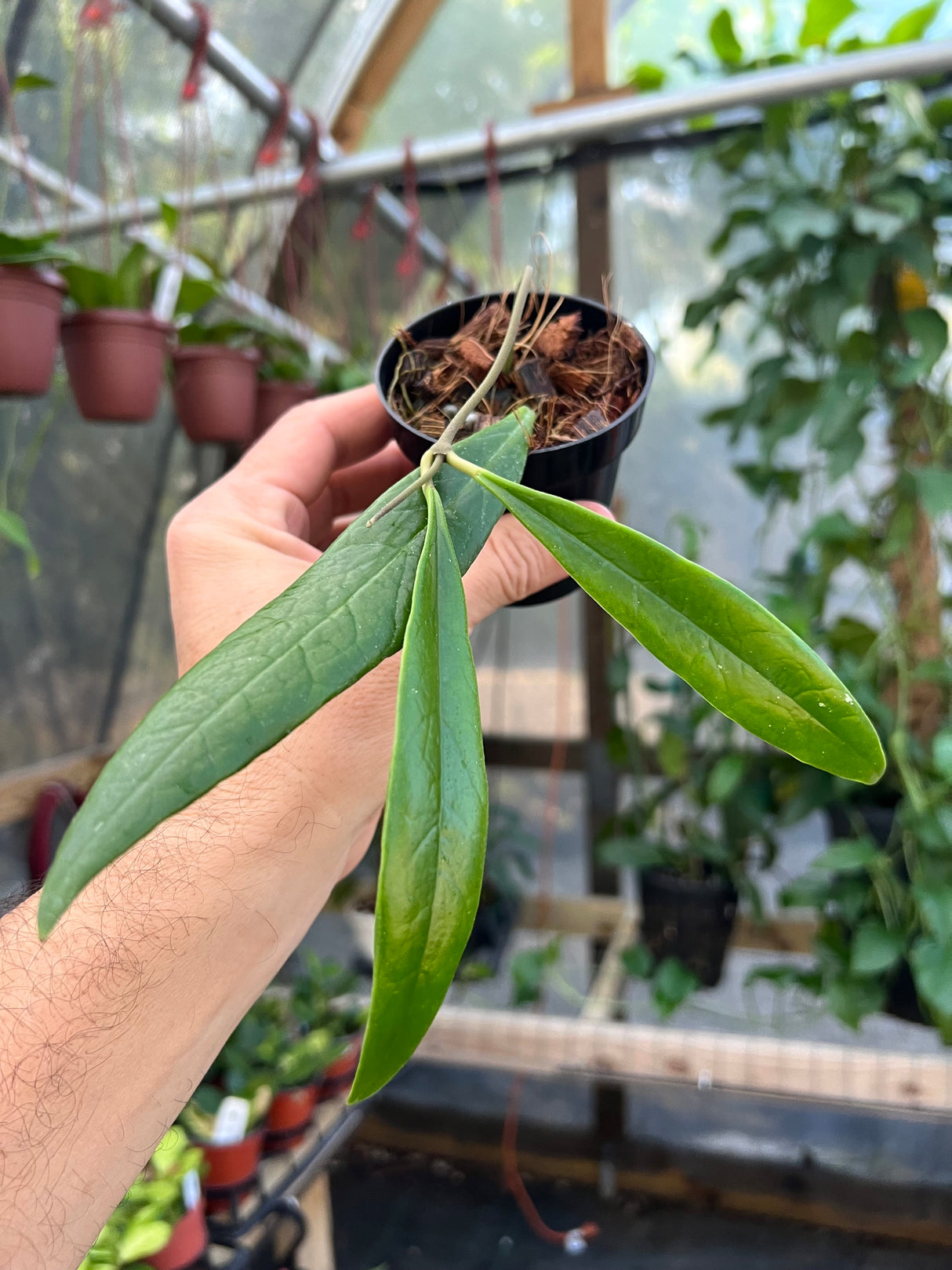 3" Hoya sulawesiana