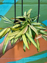 4" Hoya wayetii variegated hanging basket