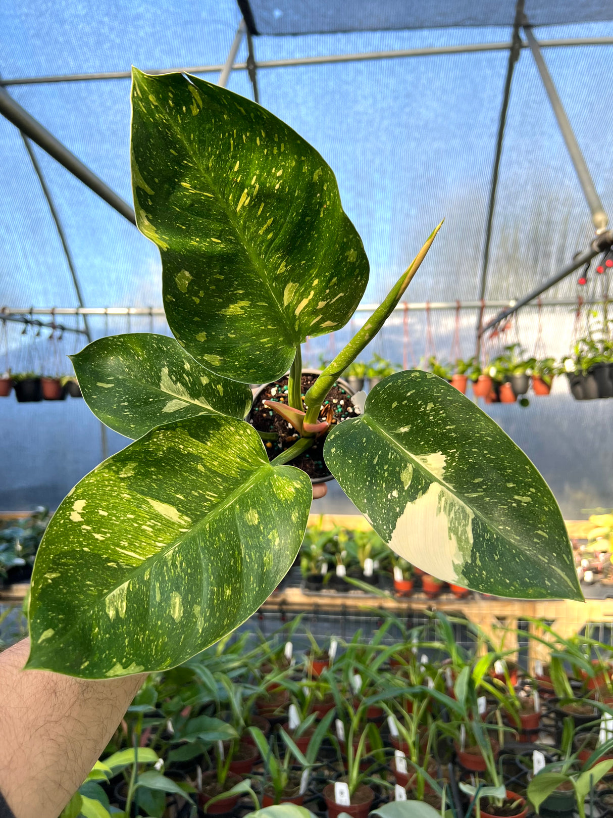 4" Philodendron Green Congo Nuclear