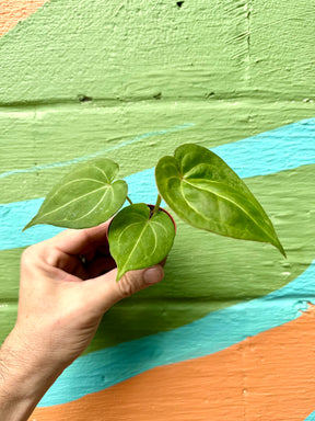 2" Anthurium 'King of Spades' - Canopy Plant Co.