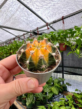 2.5" Gymnocalycium mihanovichii variegated - Canopy Plant Co.