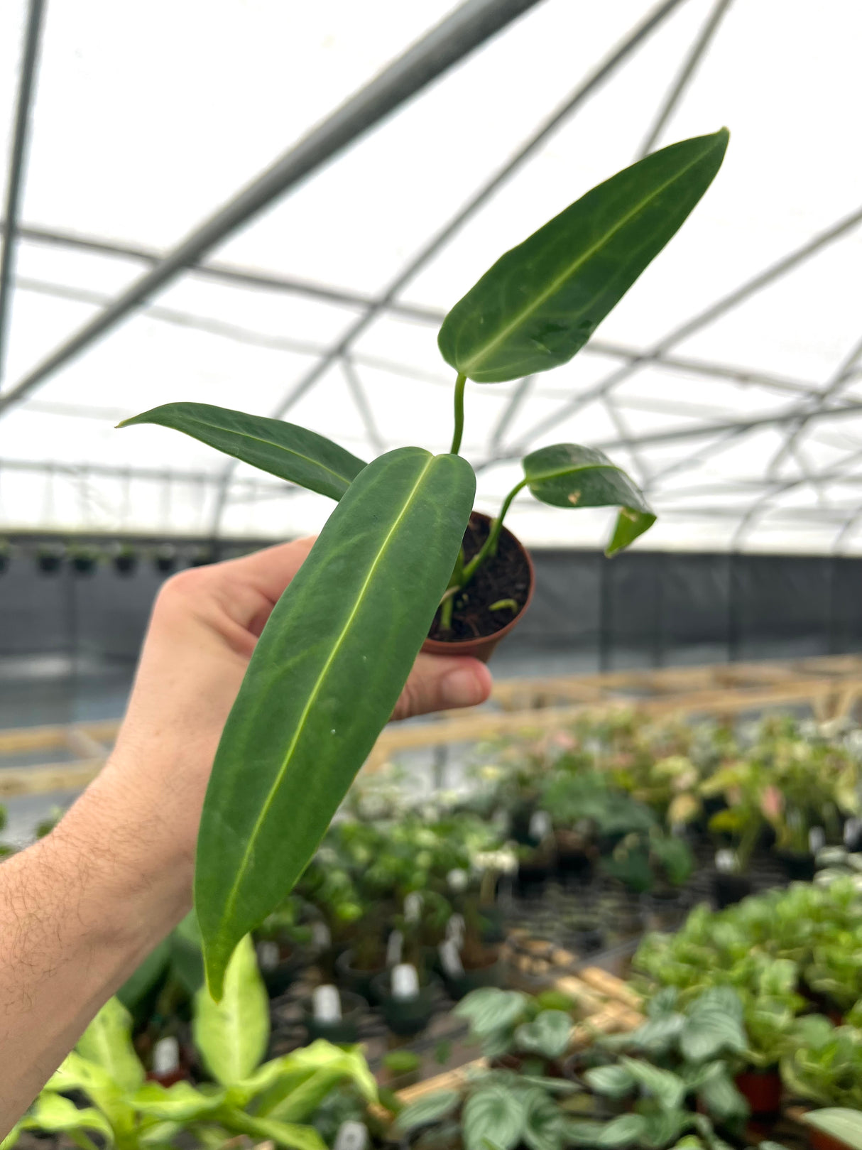 2” Anthurium warocqueanum