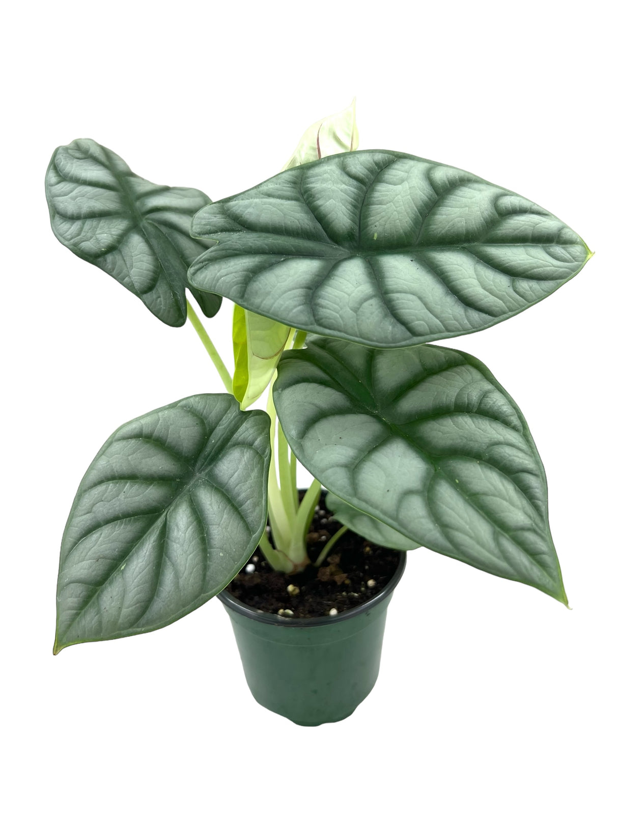 4" Alocasia Silver Dragon