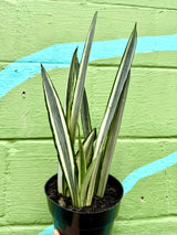 6" Sansevieria ‘Bantel's Sensation’
